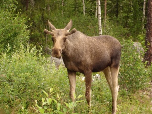 Nyd den norske natur