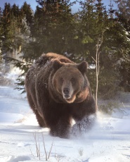 Oplev den fantastiske dyrepark i Orsa Gr&ouml;nklitt