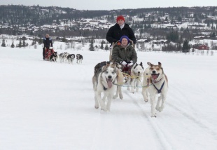 Pr&oslash;v ogs&aring; hundesl&aelig;de