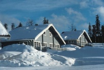 Vargen 1 i Bran�s