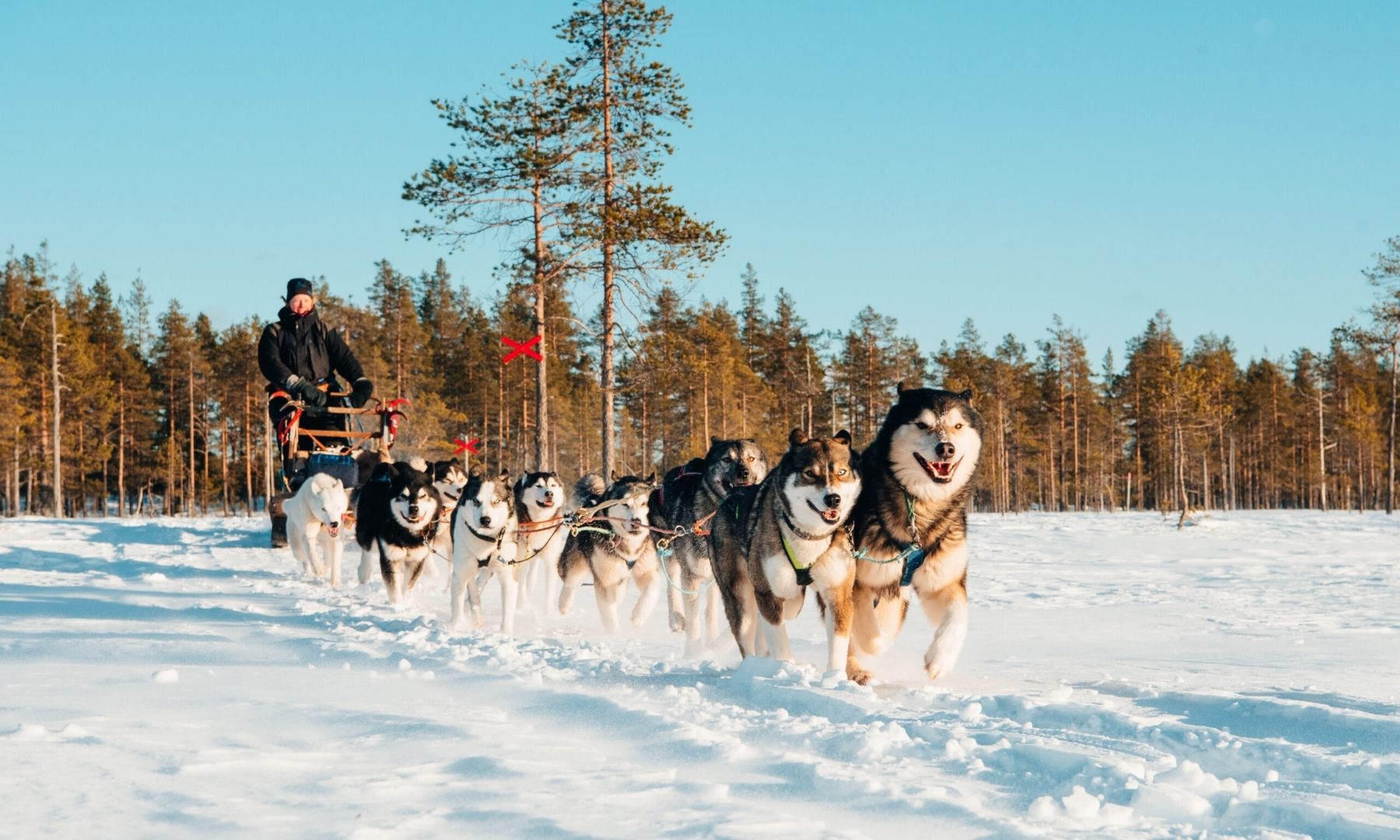 Pr&oslash;v at k&oslash;re med hundesl&aelig;de p&aring; din skifere
