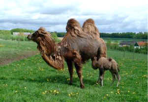 Dyrepark ved Ystad